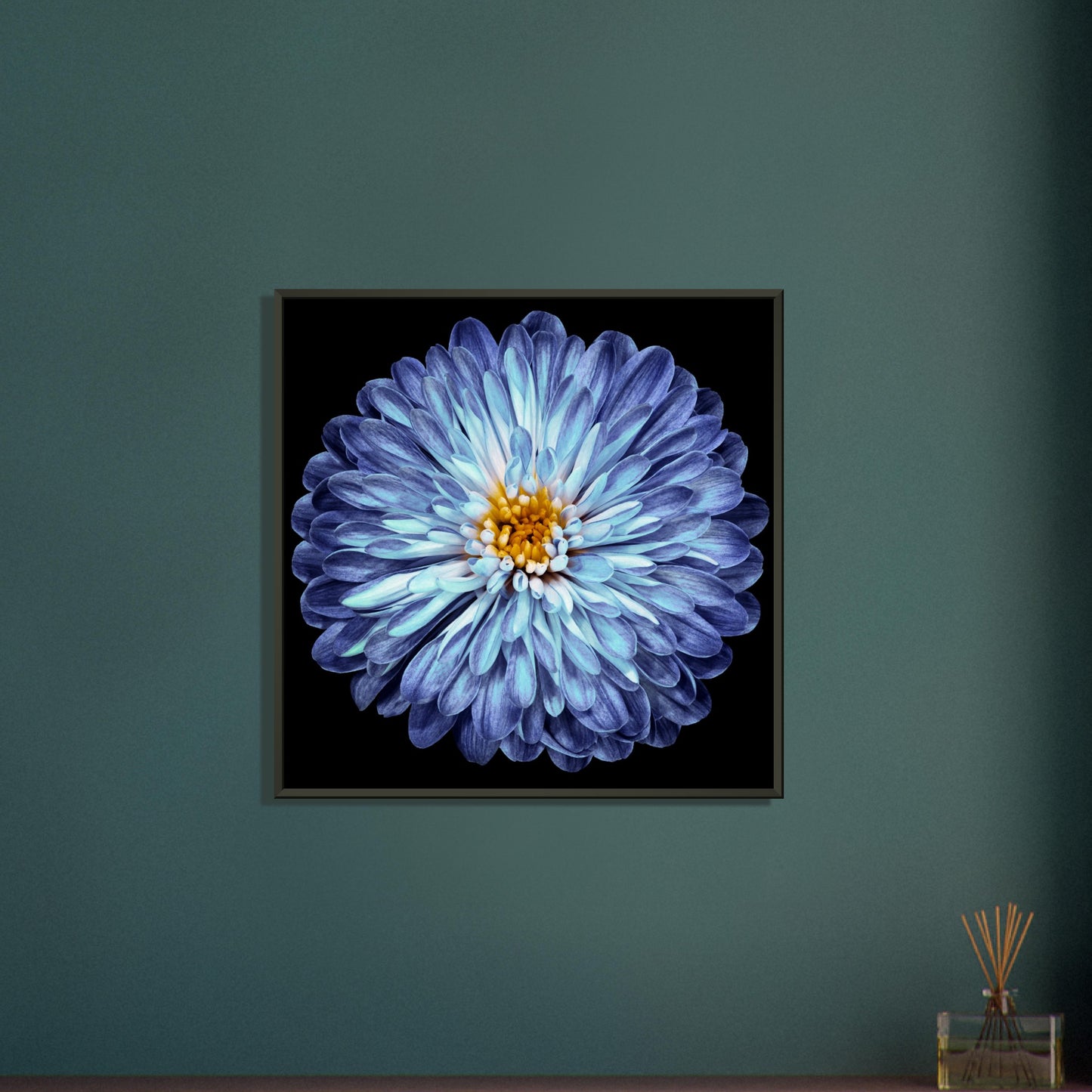 Purple-blue chrysanthemum