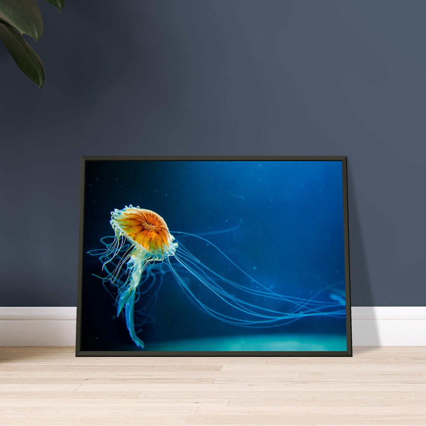 Japanese sea nettle