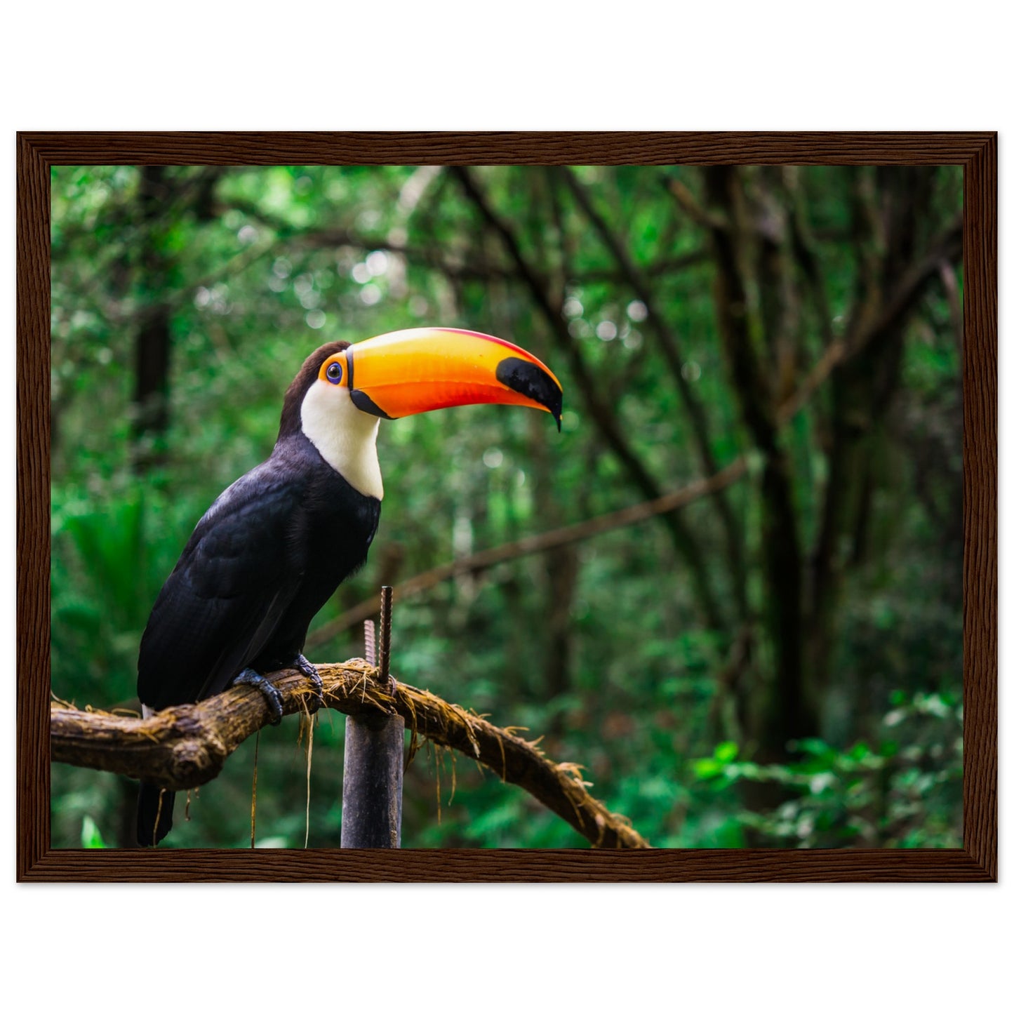 Toucan