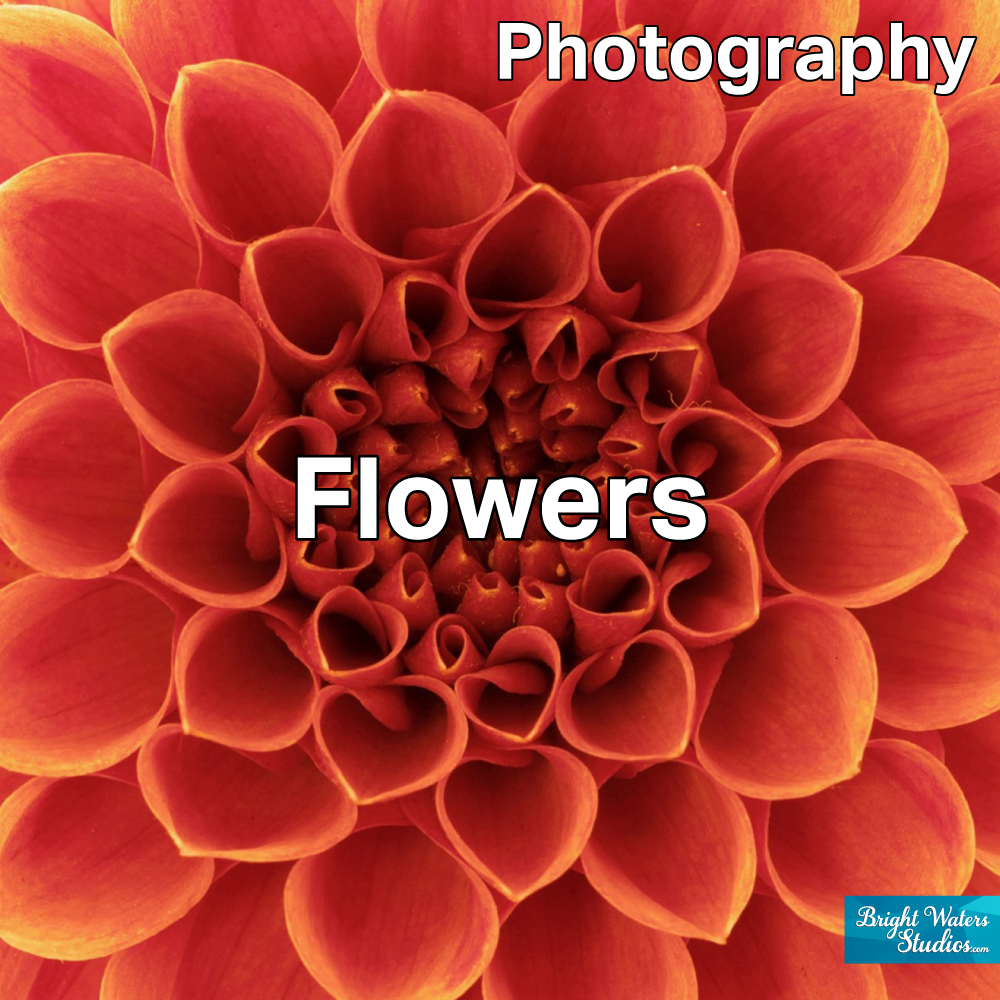 Flowers | Photography