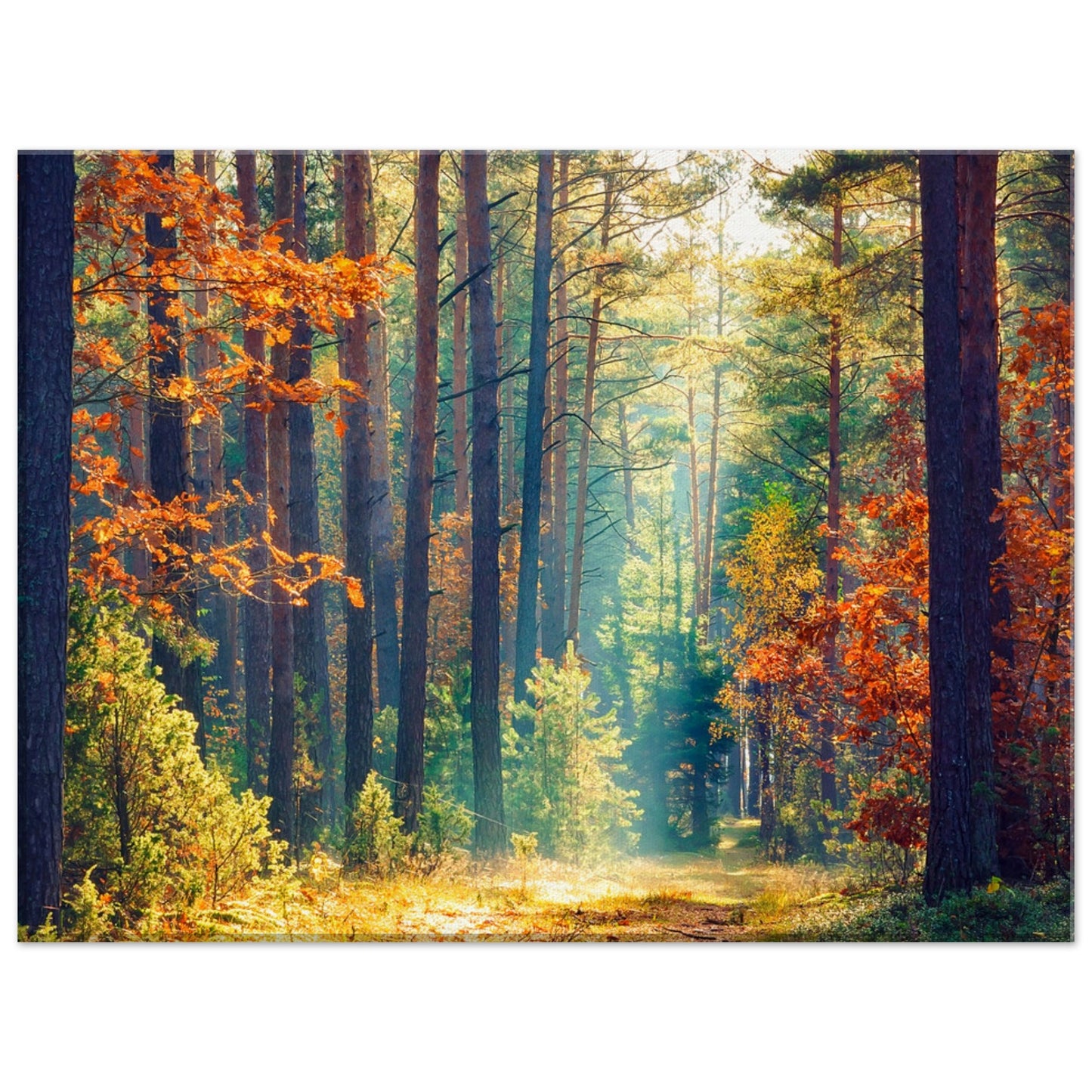 Autumn Forrest