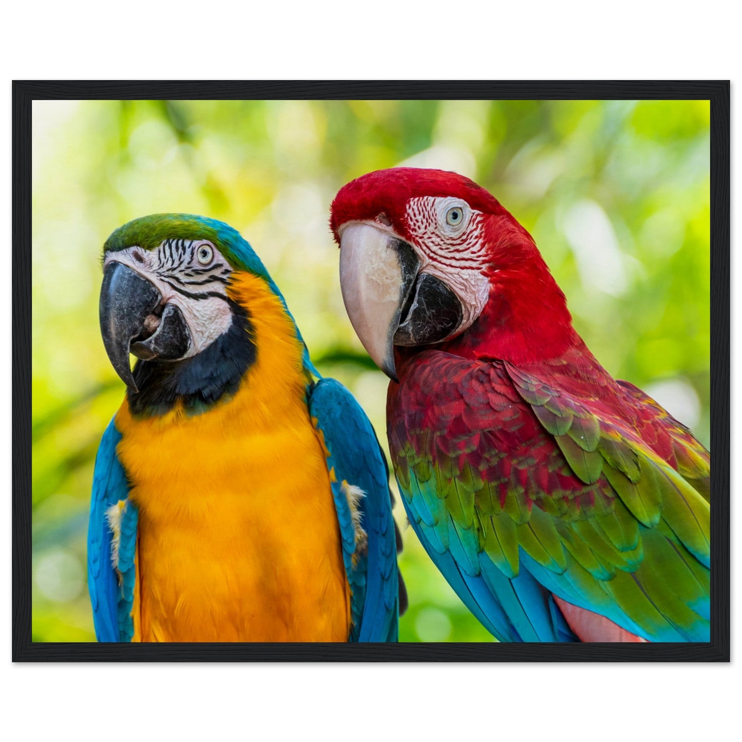 Macaw Parrot