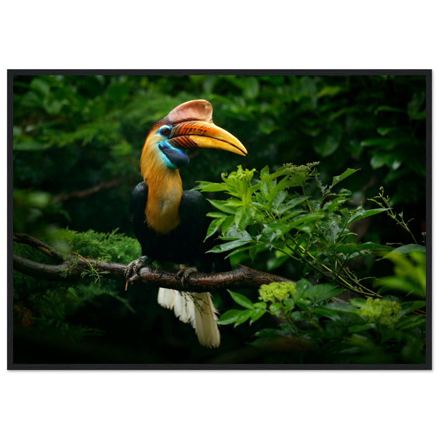 Knobbed Hornbill