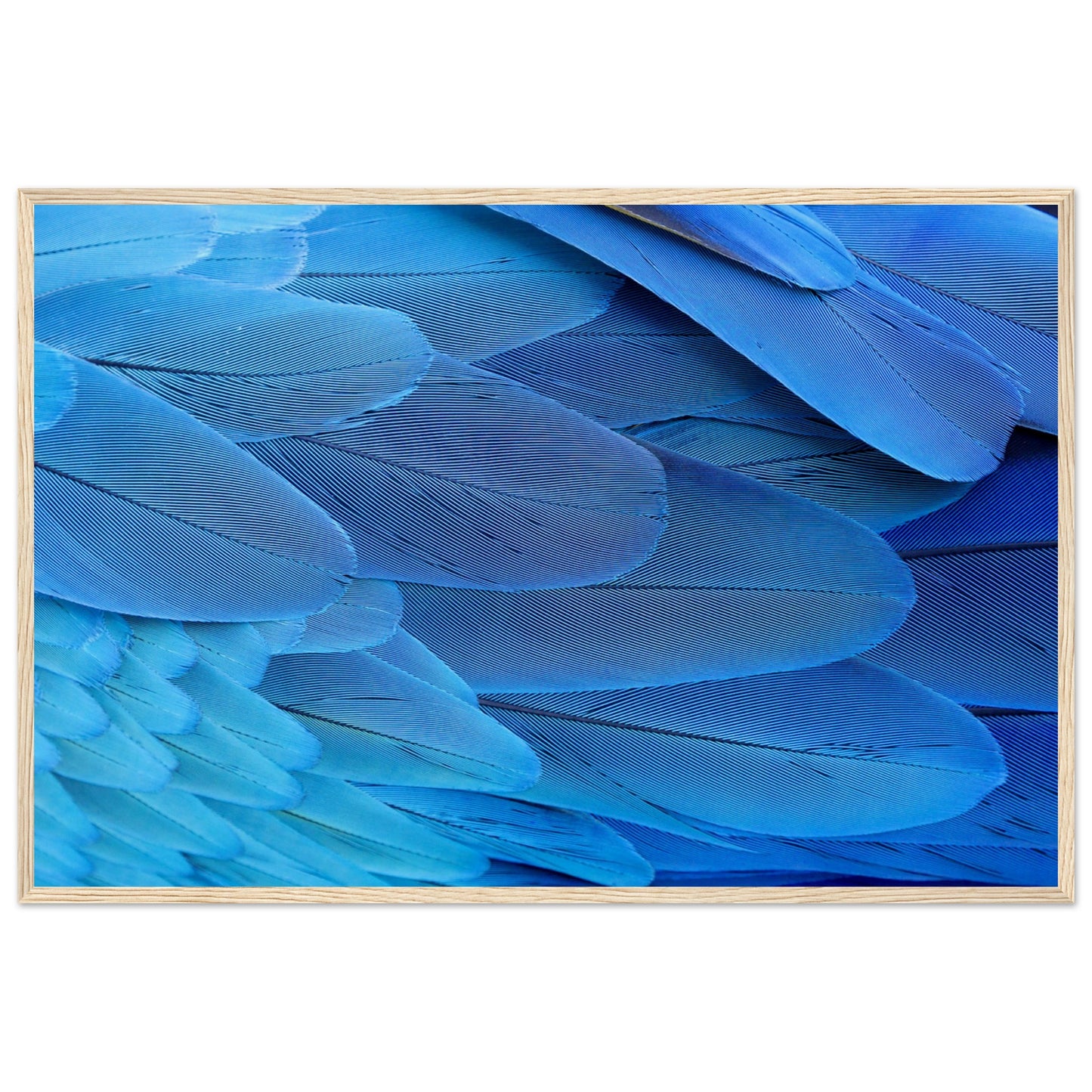 Blue Macaw Wing Feathers