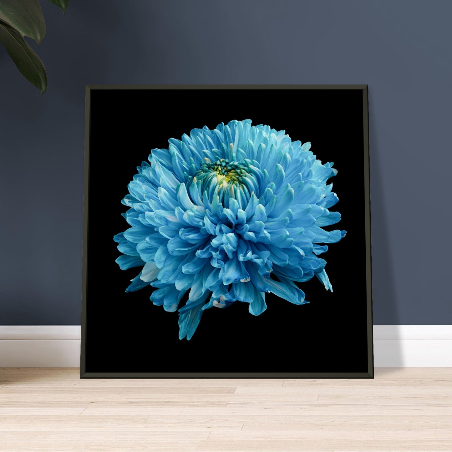 Blue dahlia