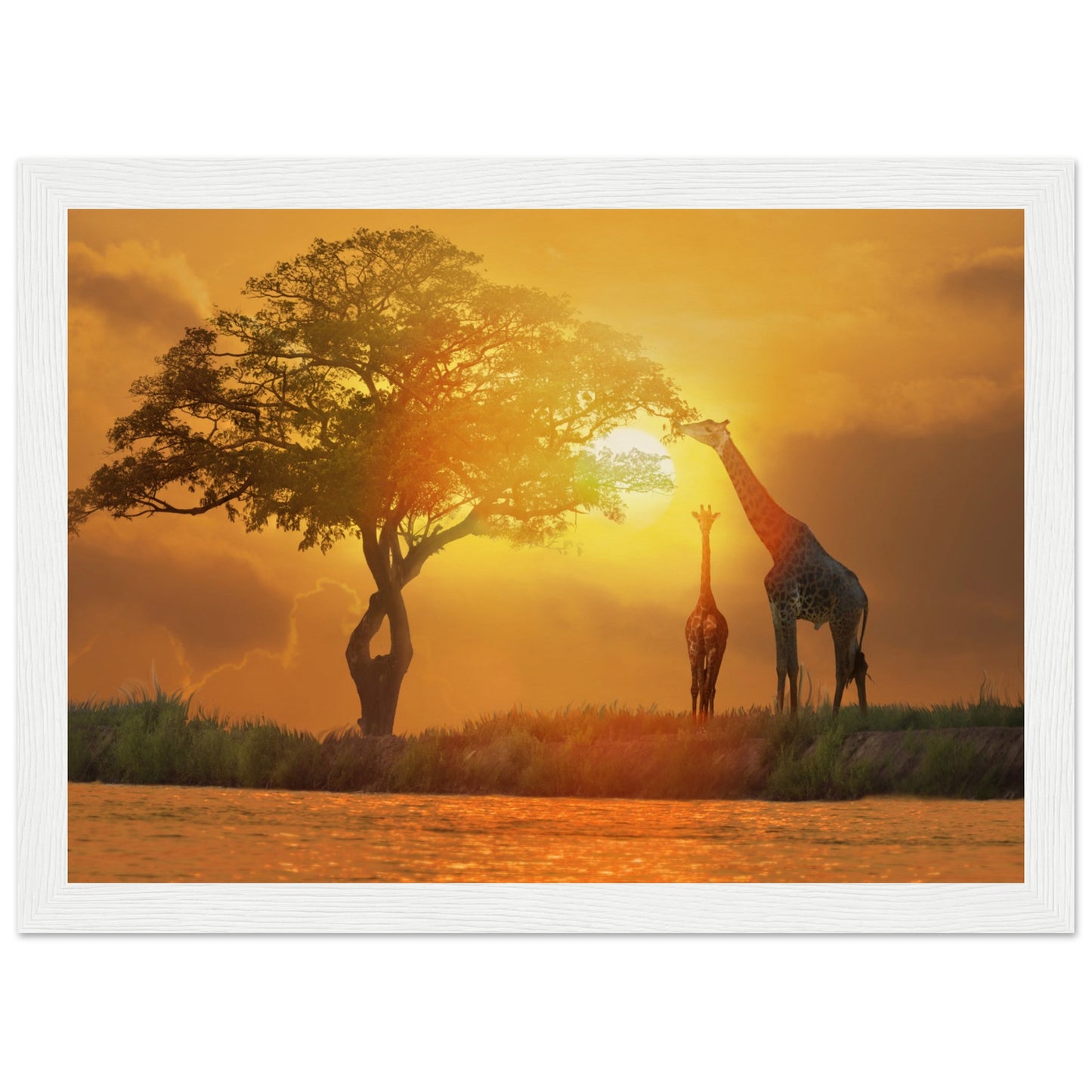 Giraffes