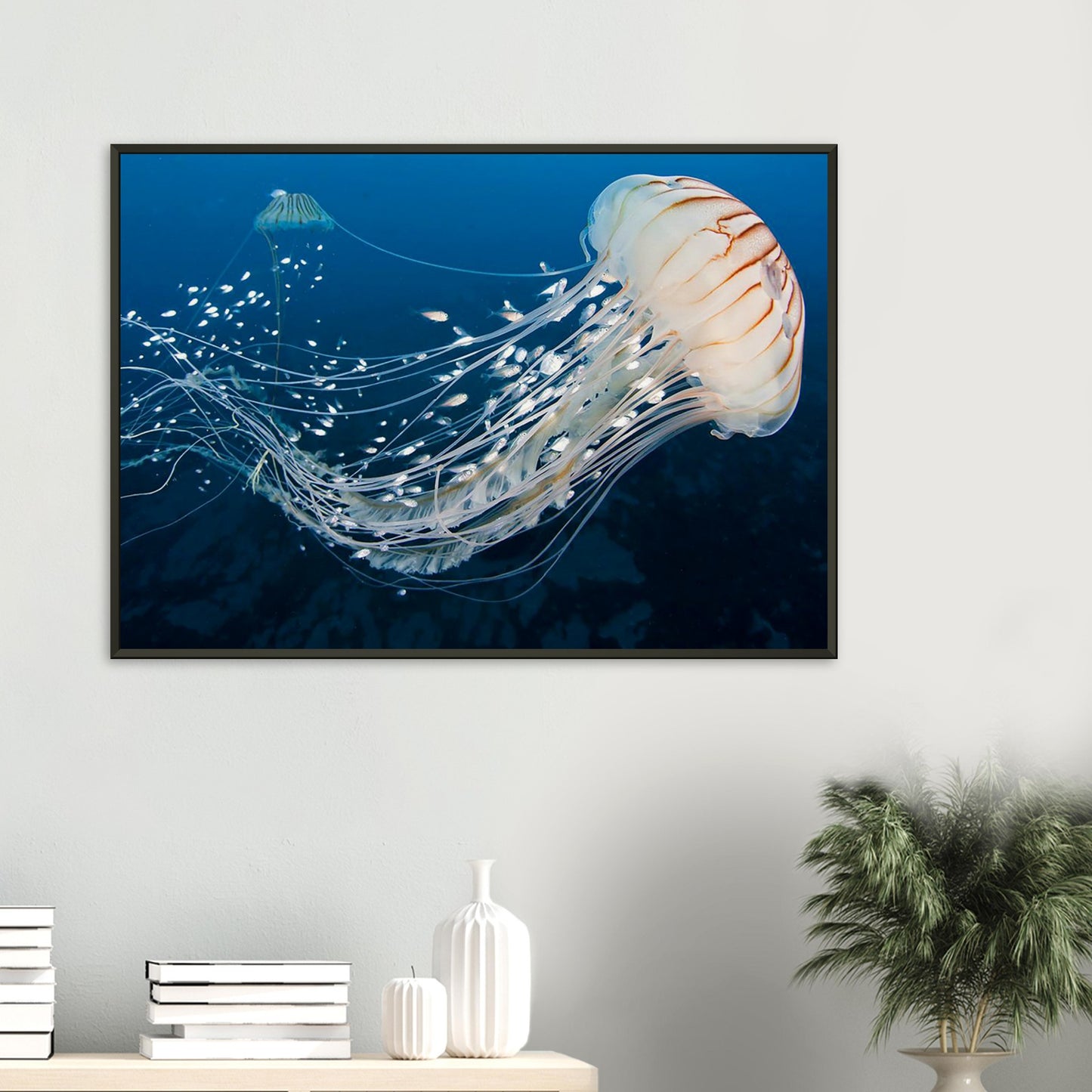 Japanese sea nettle