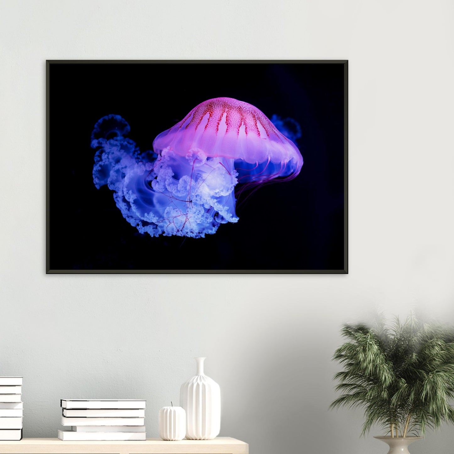 Purple-striped Jellyfish (Chrysaora colorata)