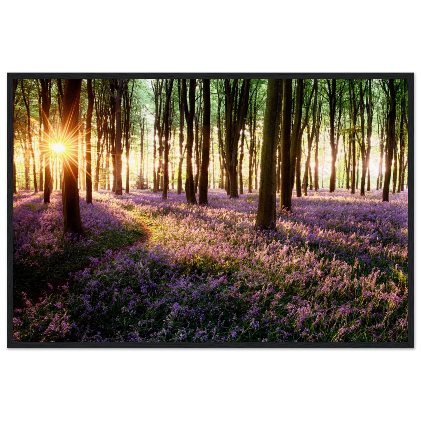 Bluebell Woods