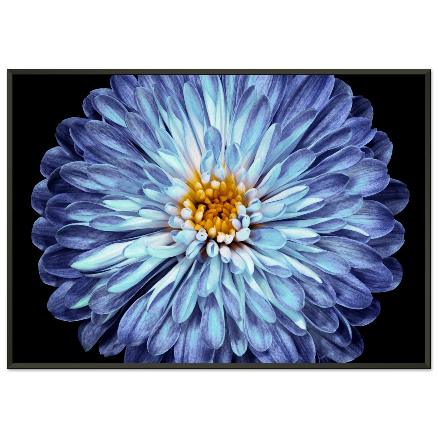 Purple-blue chrysanthemum
