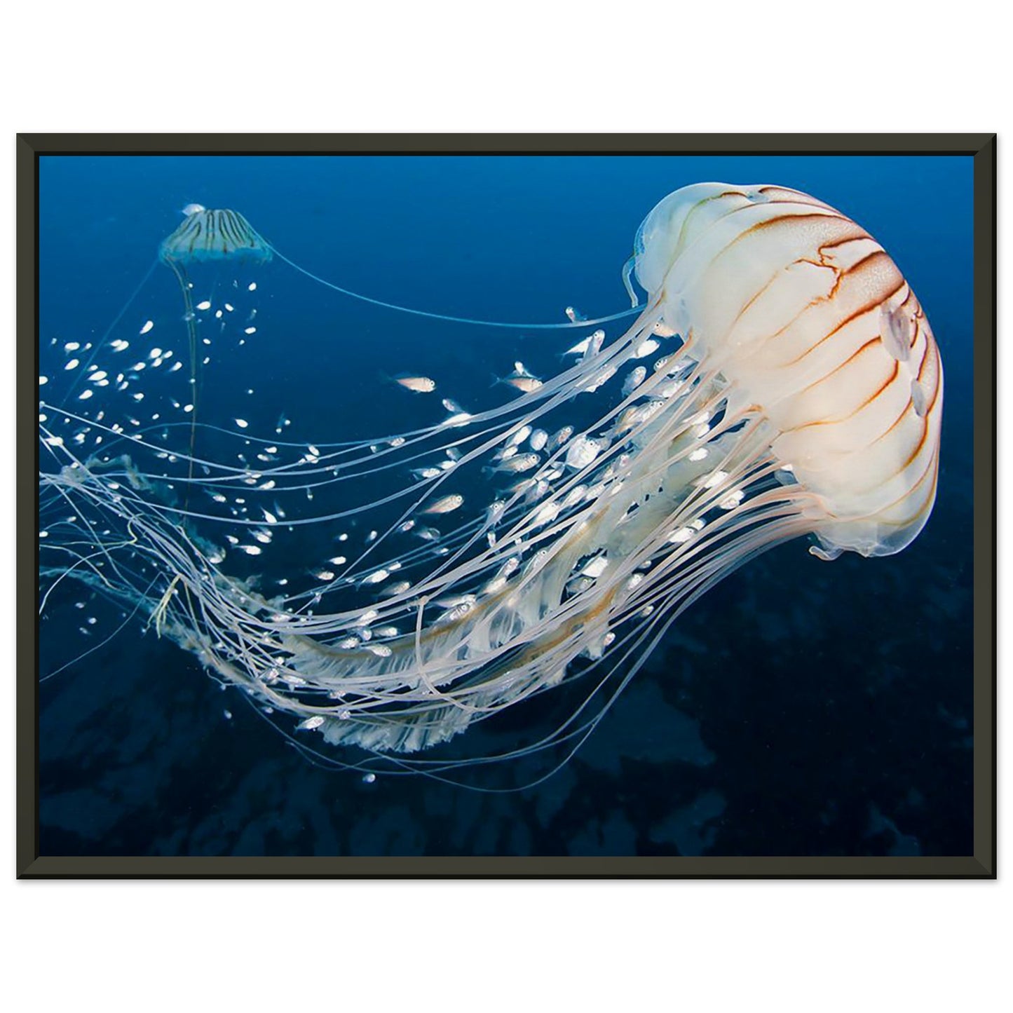 Japanese sea nettle