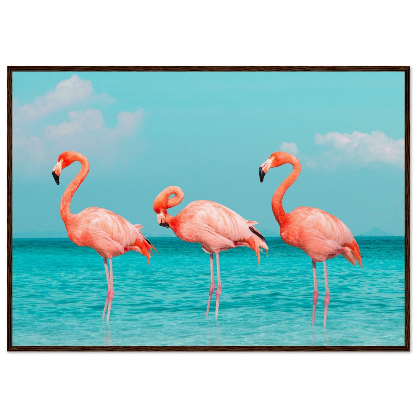 Flamingos