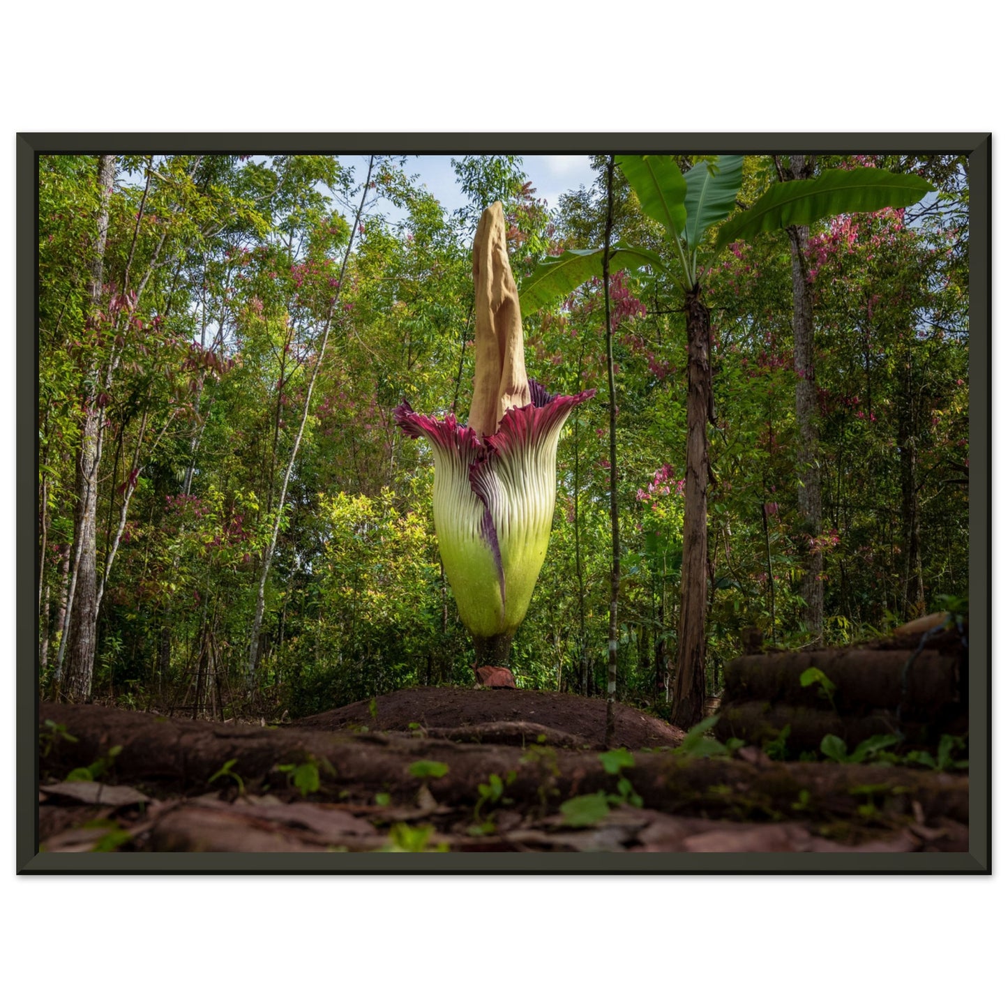 Amorphophallus