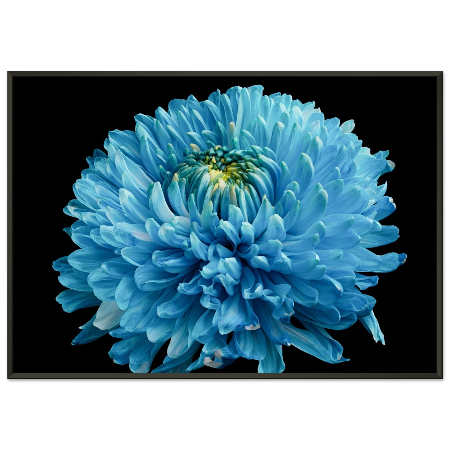 Blue dahlia