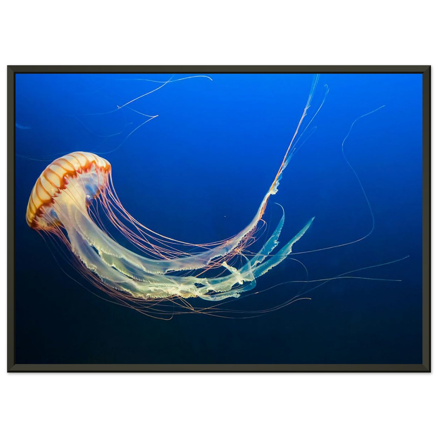 Japanese sea nettle