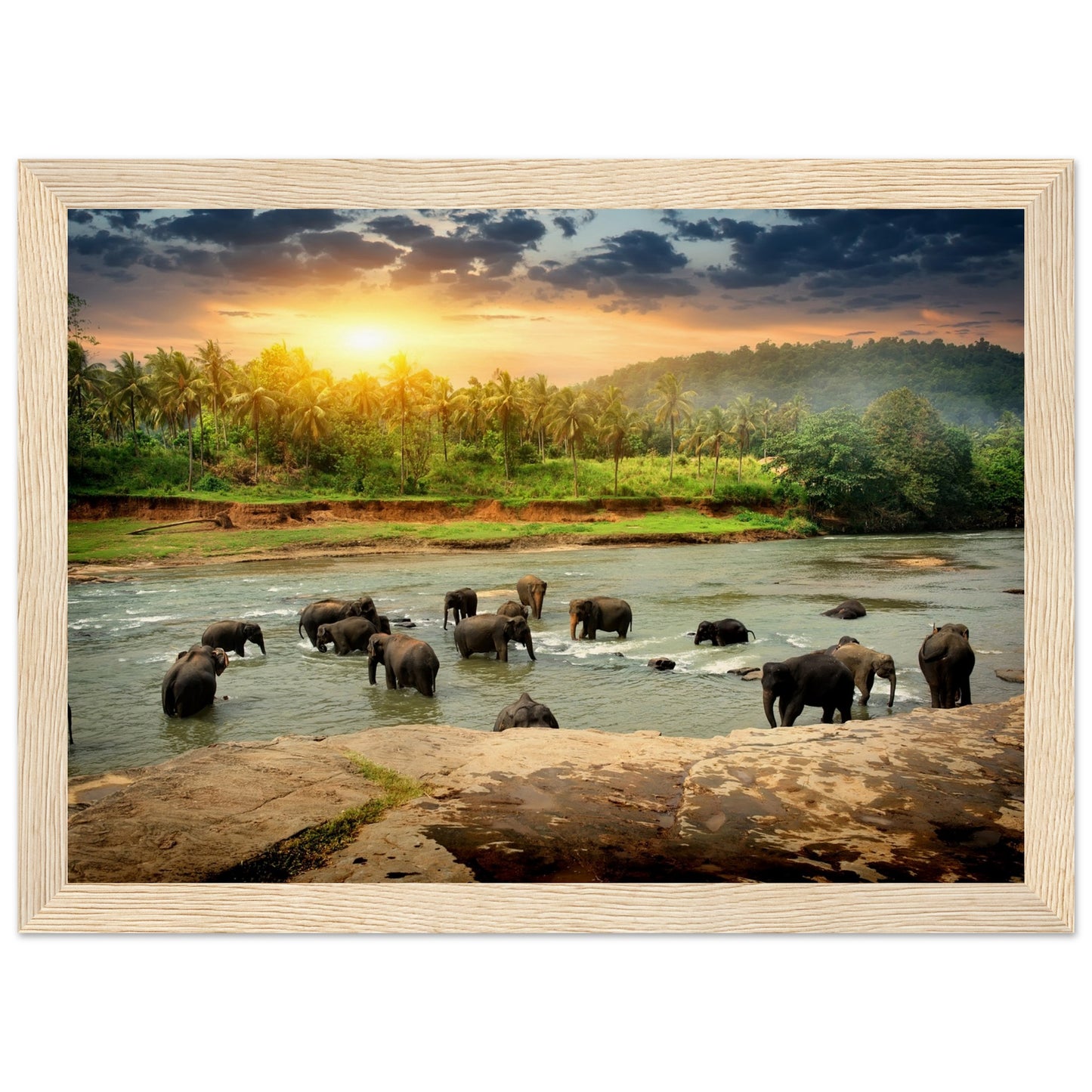 Elephants in Sri Lanka's Jungle