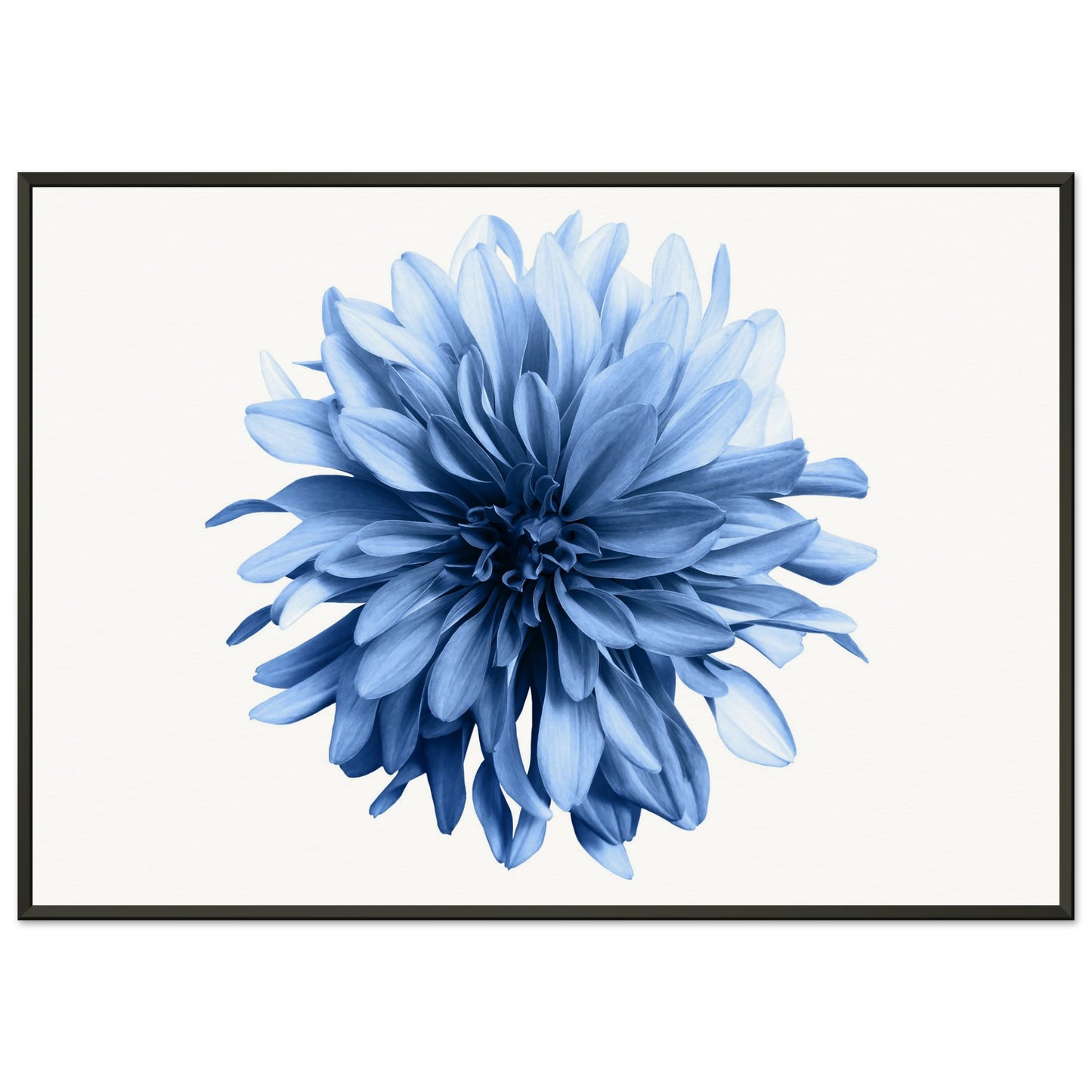 Blue Dahlia