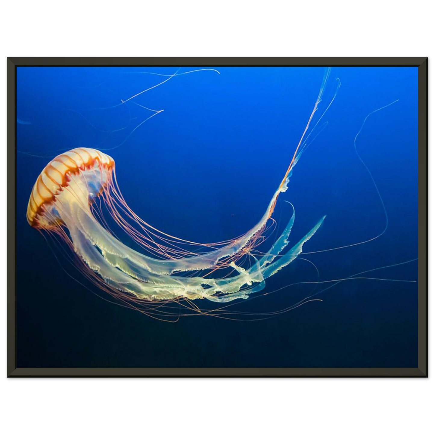 Japanese sea nettle