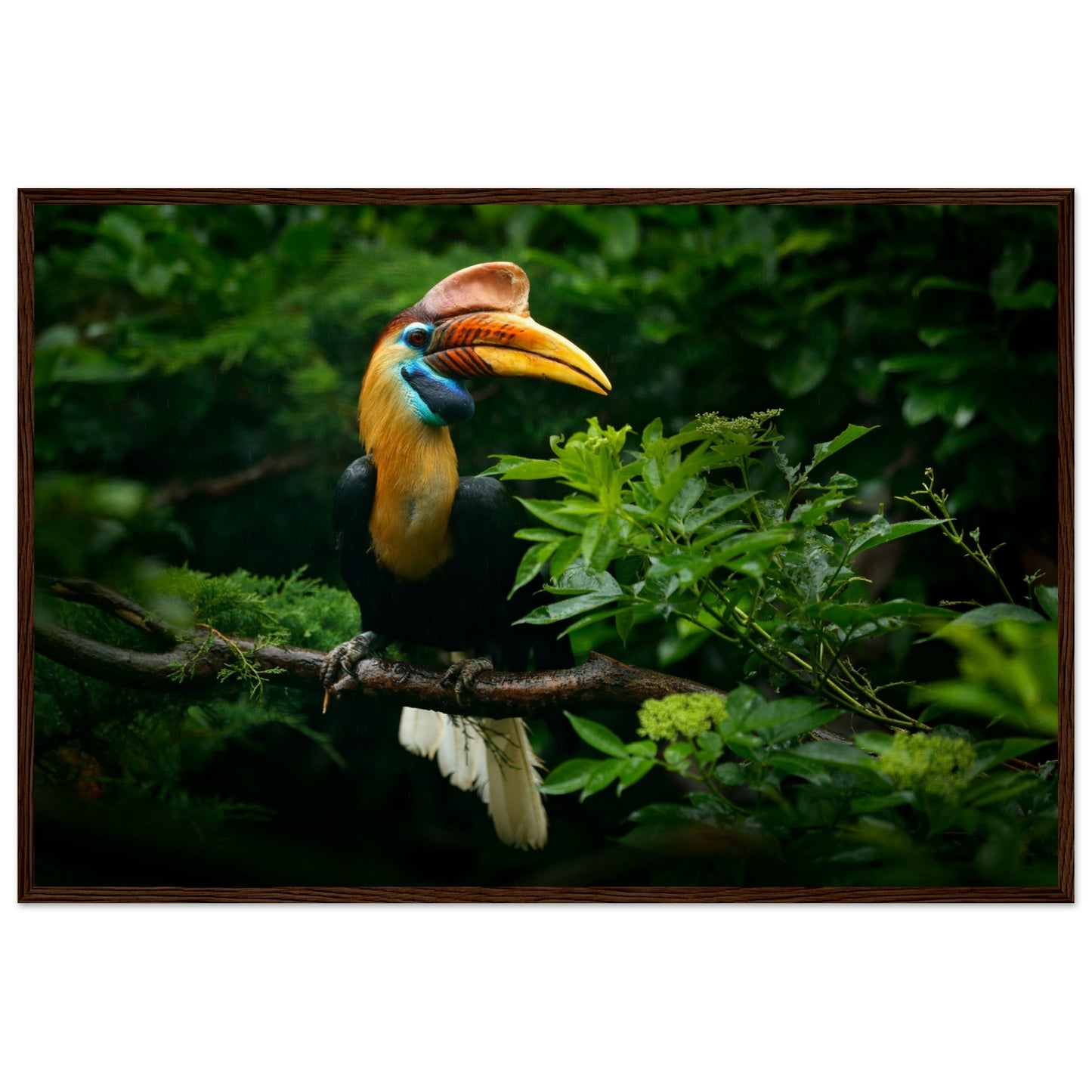 Knobbed Hornbill