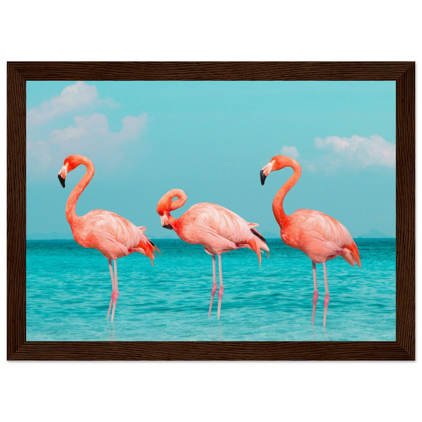 Flamingos