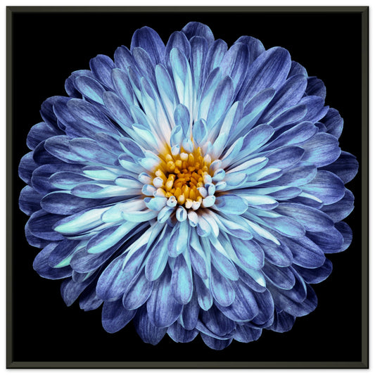 Purple-blue chrysanthemum