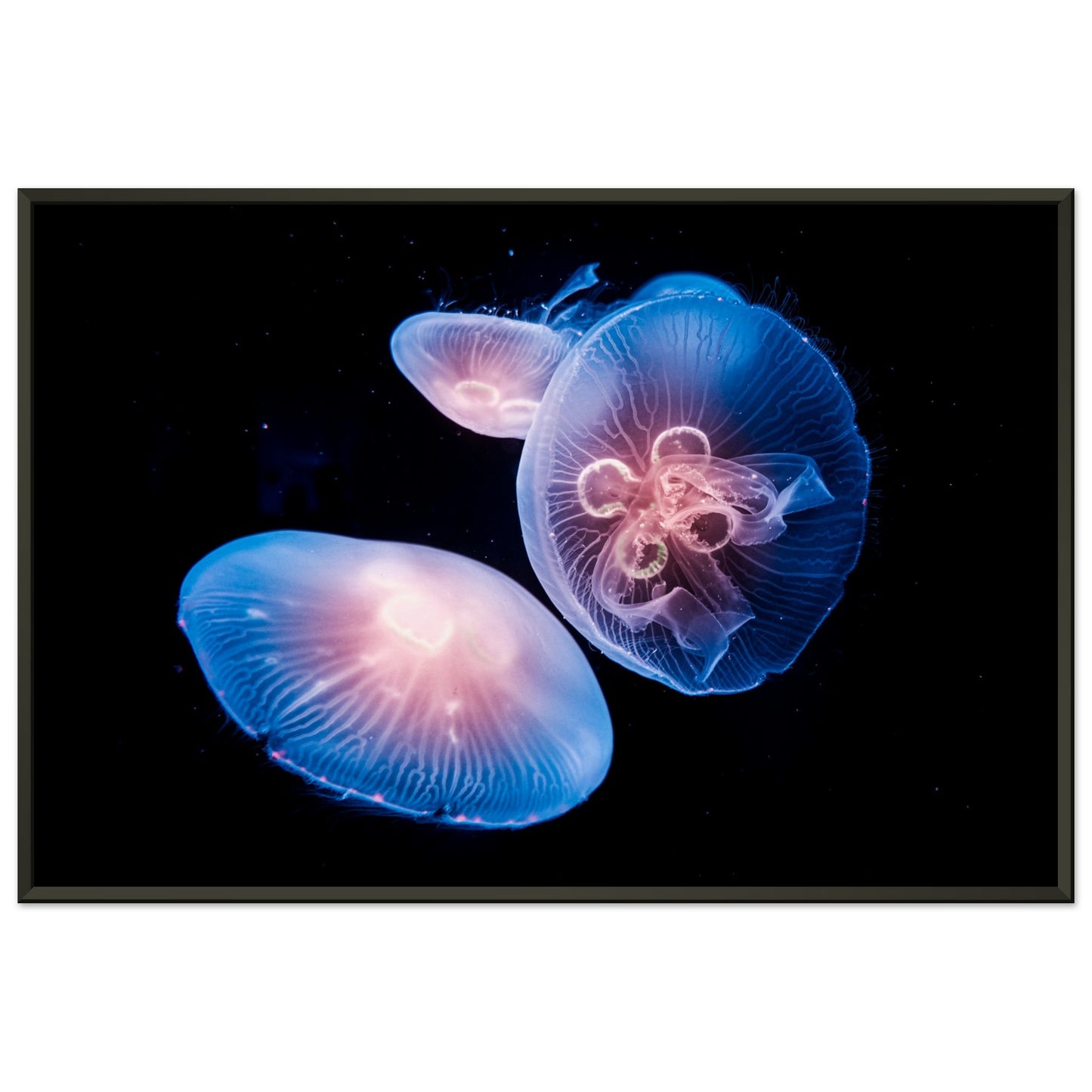 Jellyfish