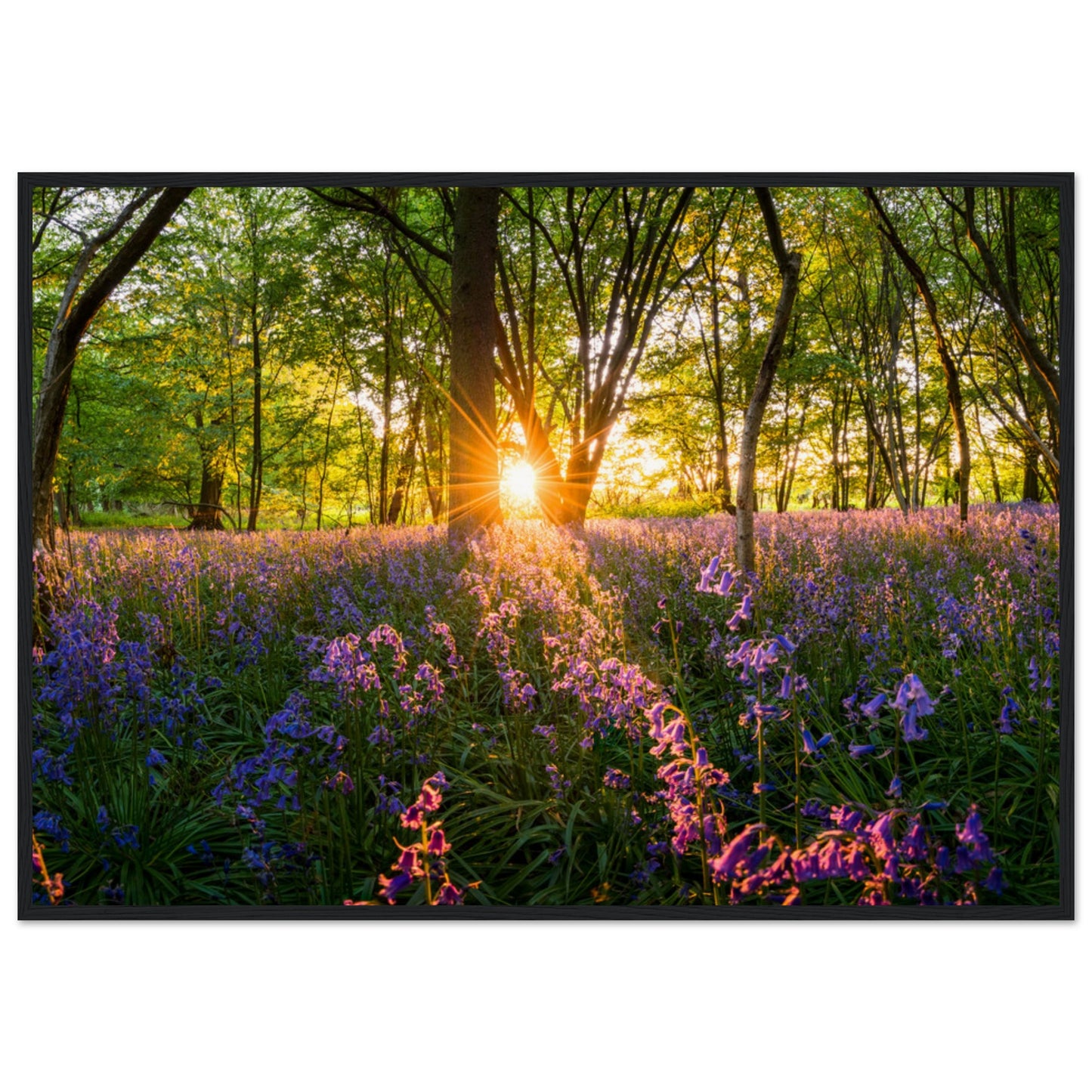 Bluebell Woods