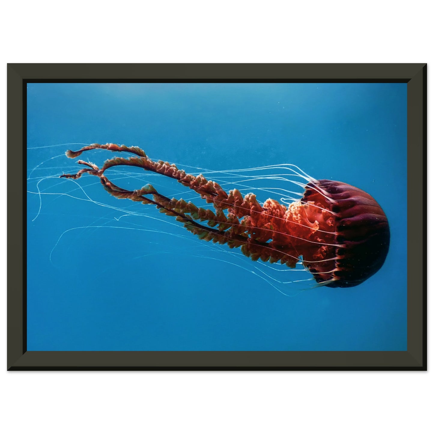 Black sea nettle