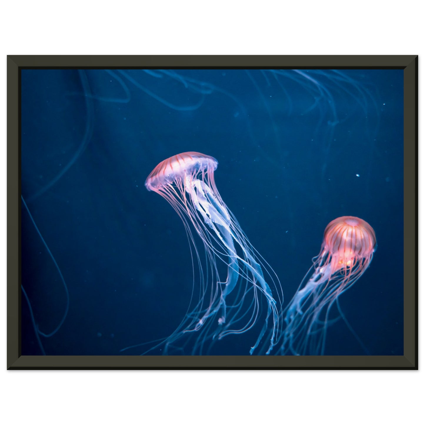 Japanese sea nettle