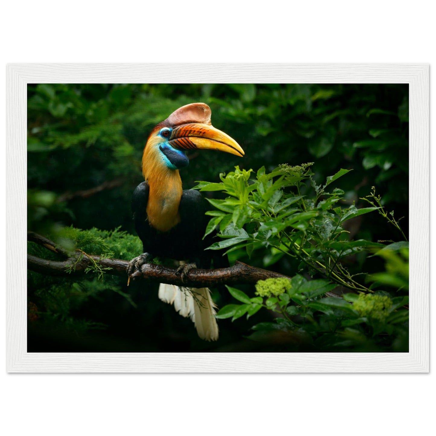 Knobbed Hornbill