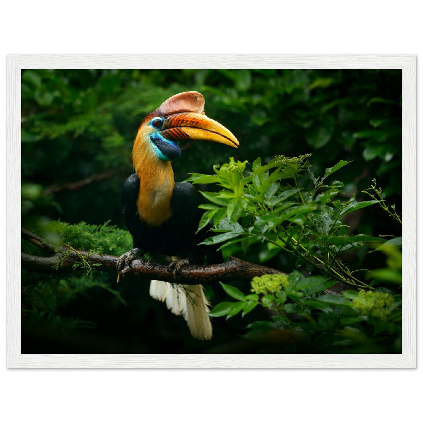 Knobbed Hornbill