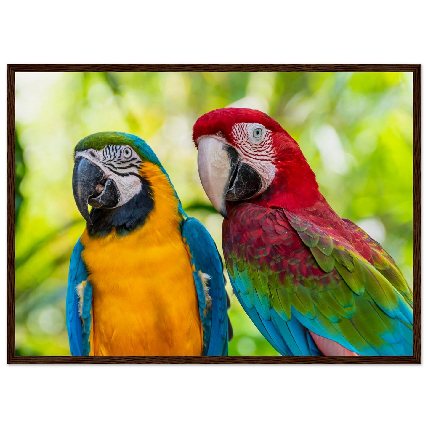 Macaw Parrot