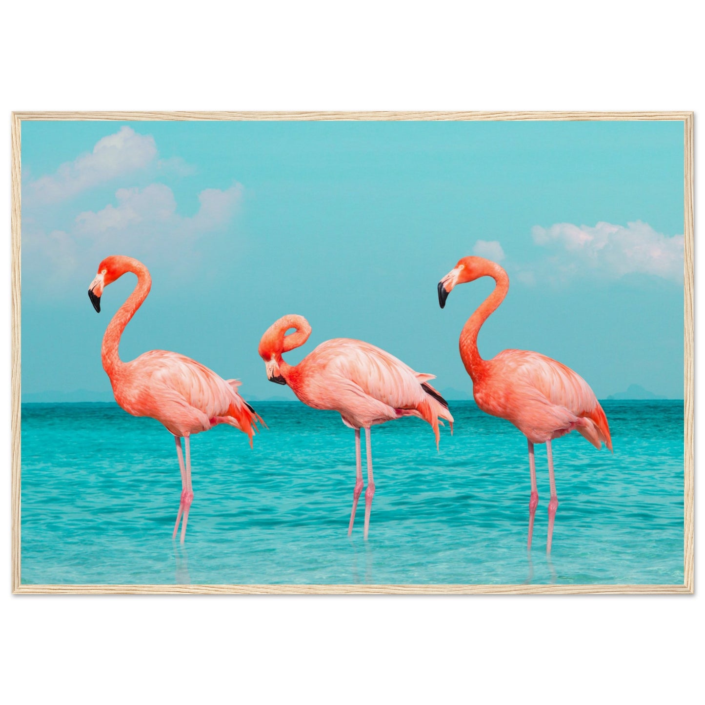 Flamingos