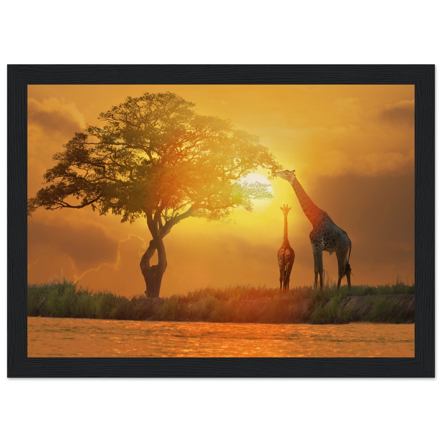 Giraffes