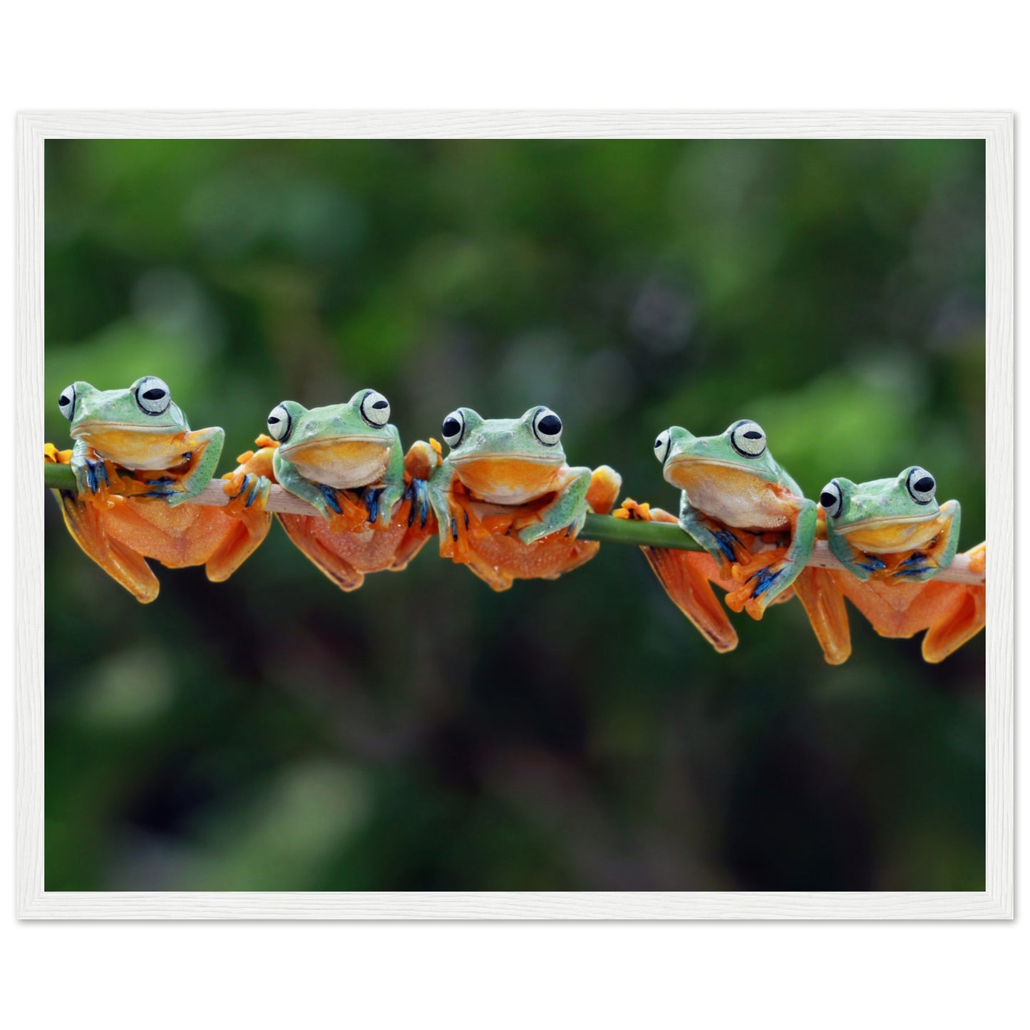 Tree frogs