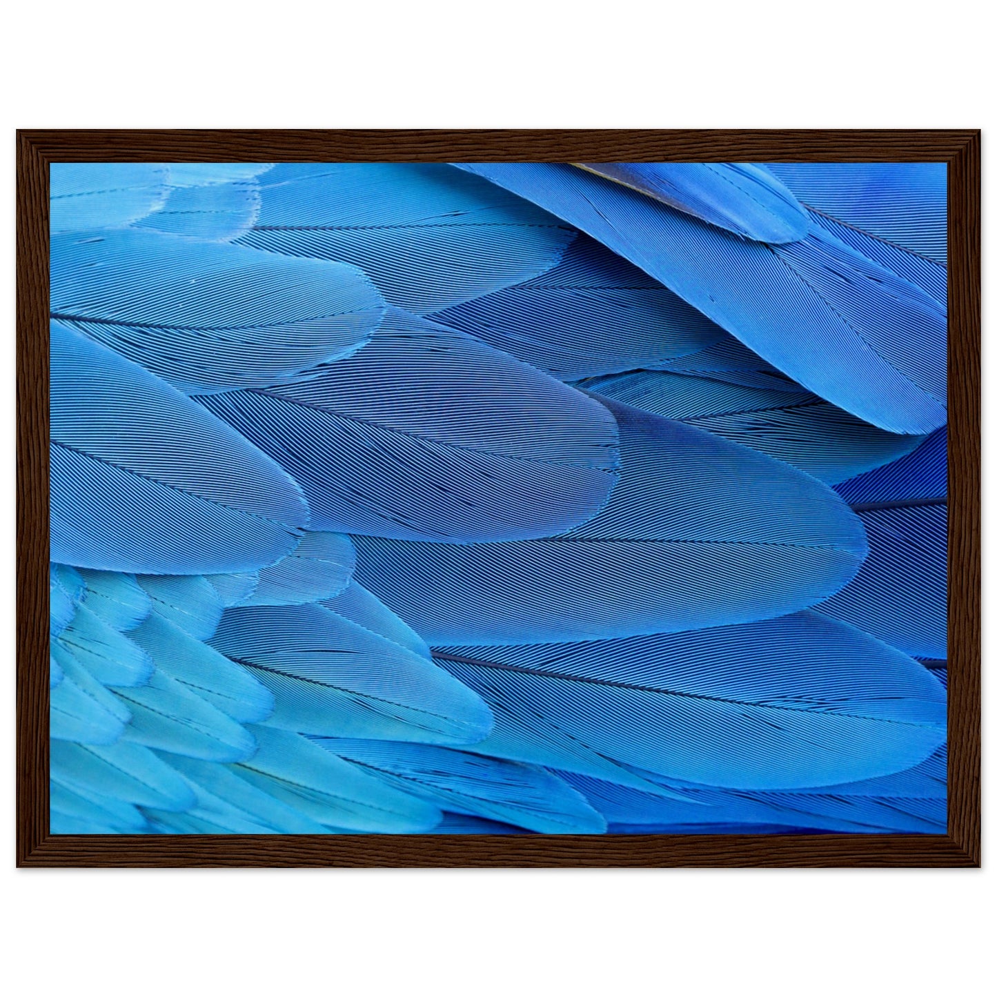 Blue Macaw Wing Feathers