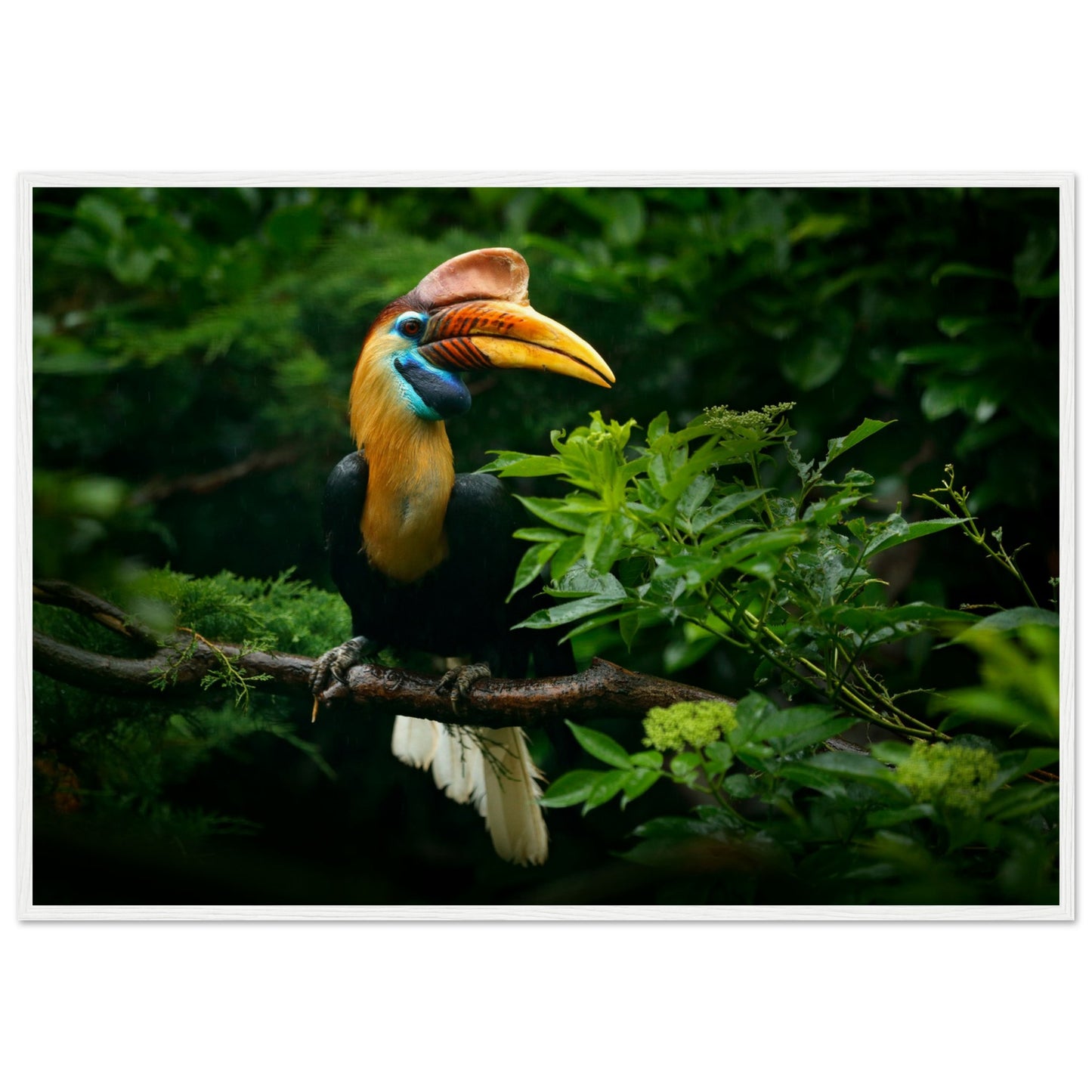 Knobbed Hornbill