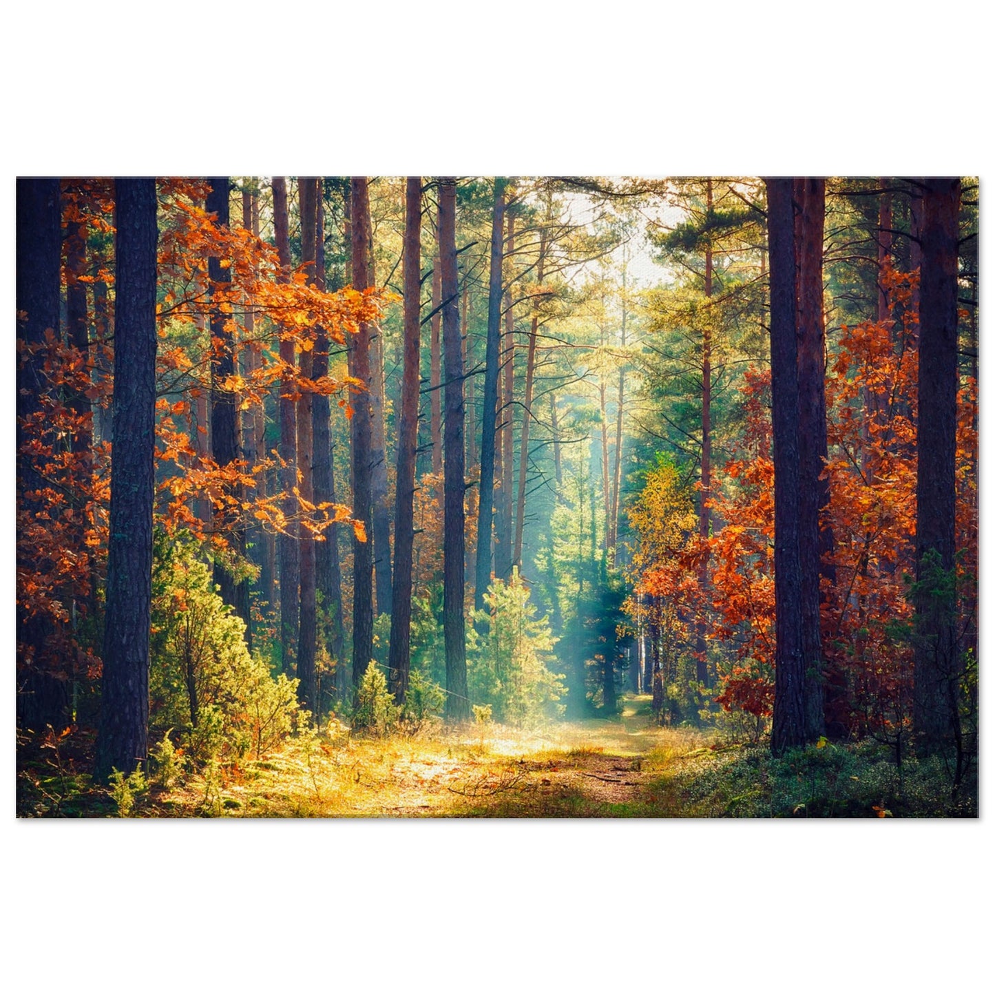 Autumn Forrest