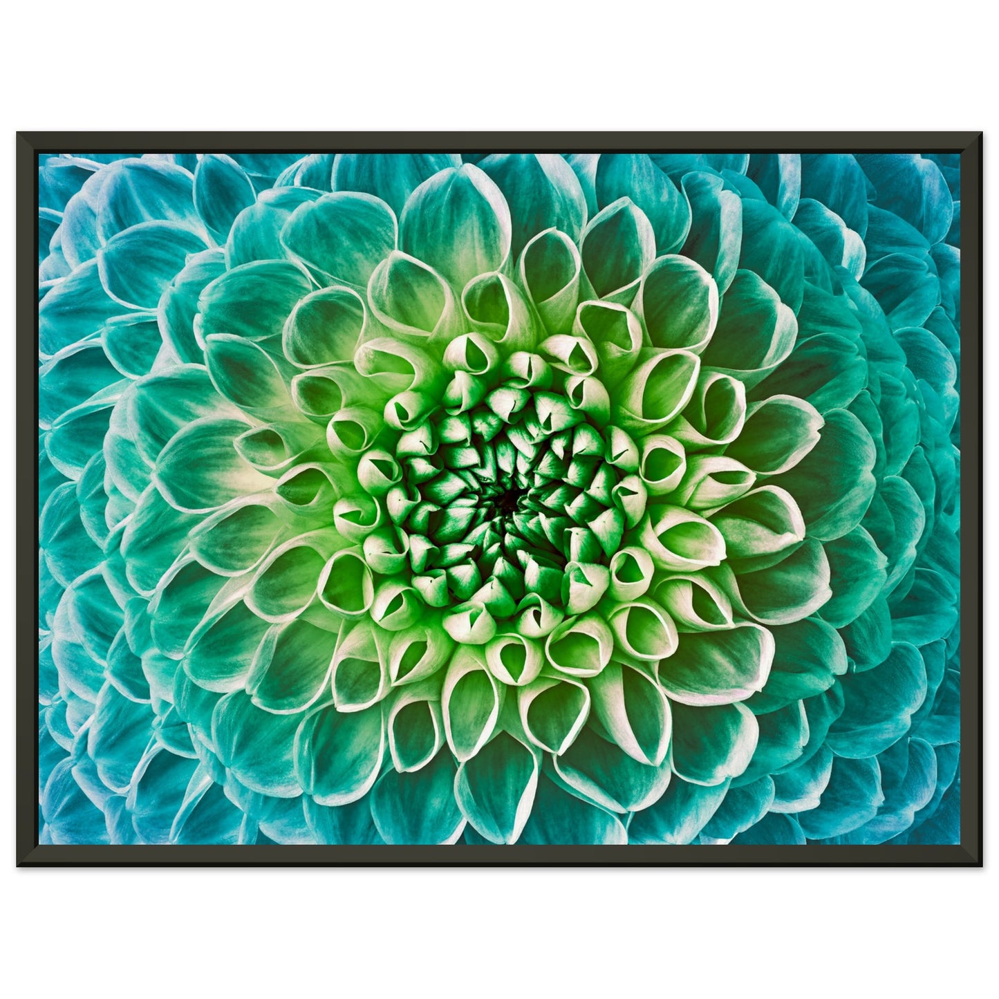 Chrysanthemum