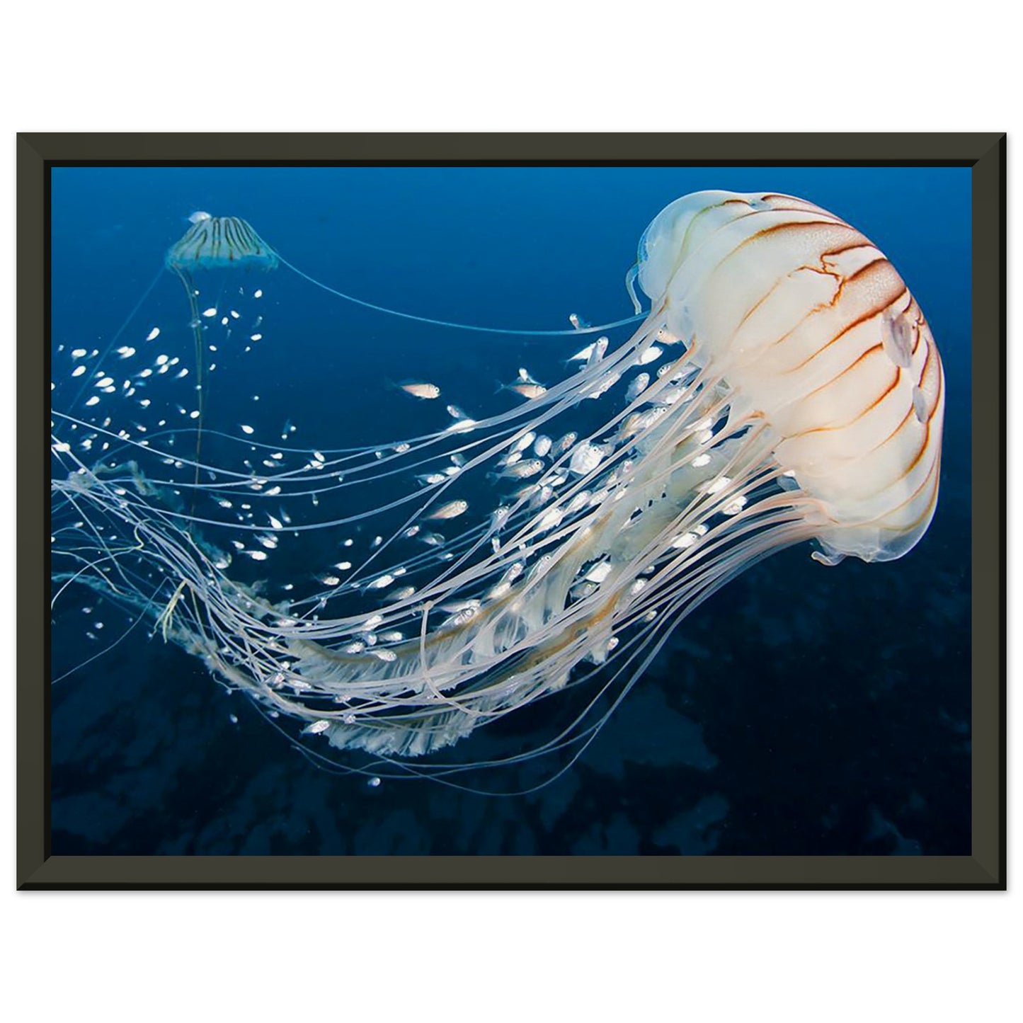 Japanese sea nettle