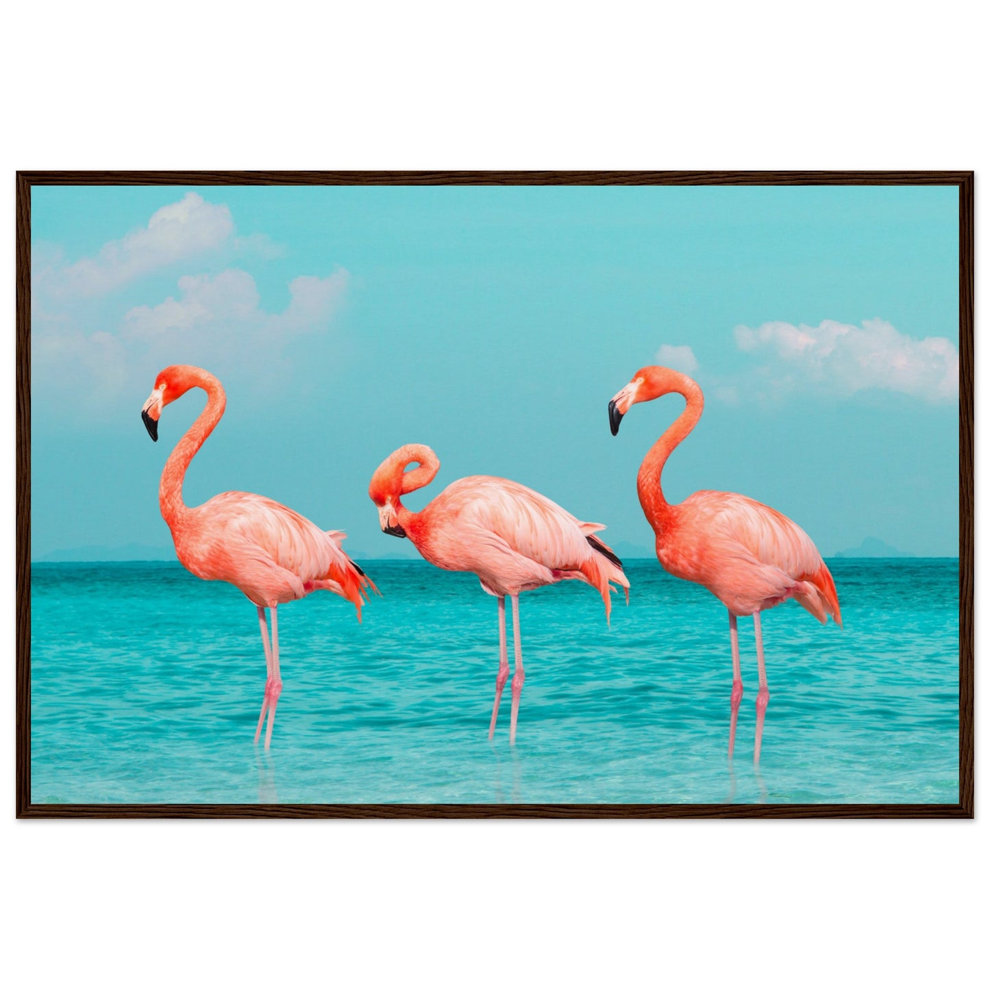 Flamingos