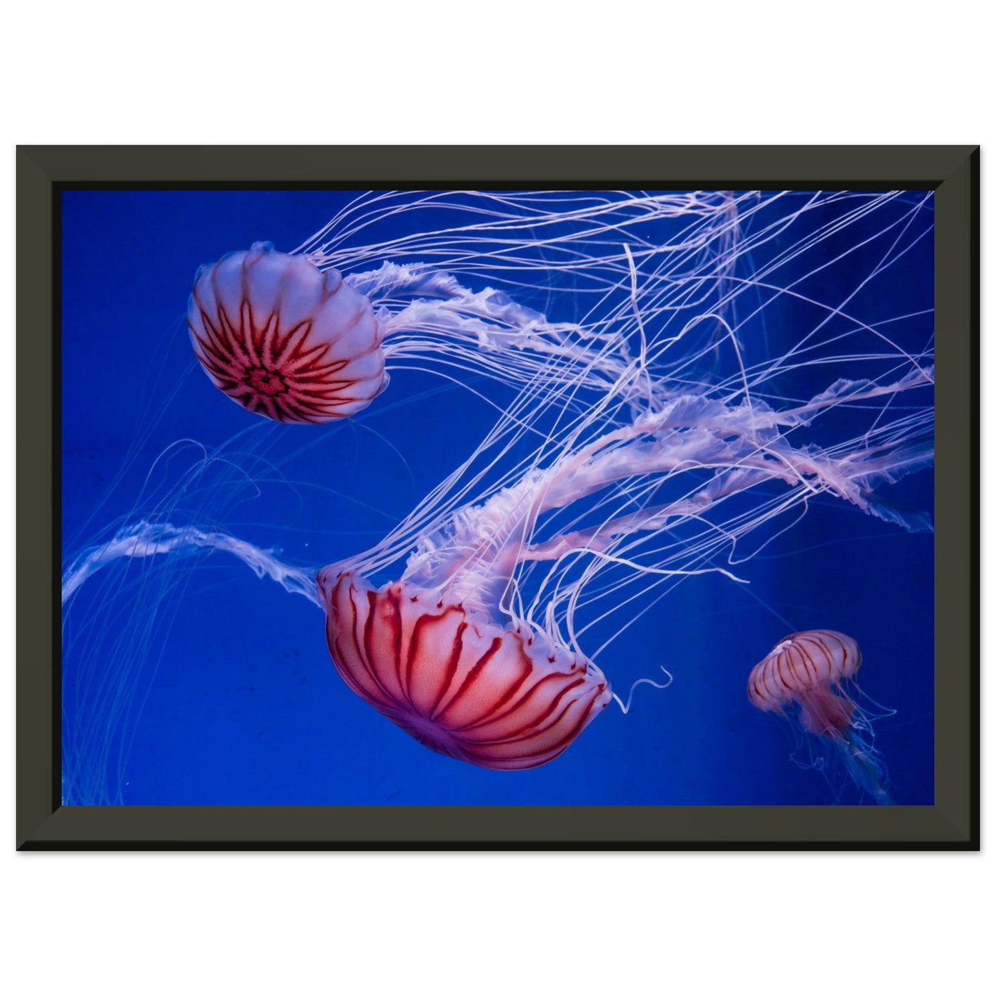 Japanese sea nettle