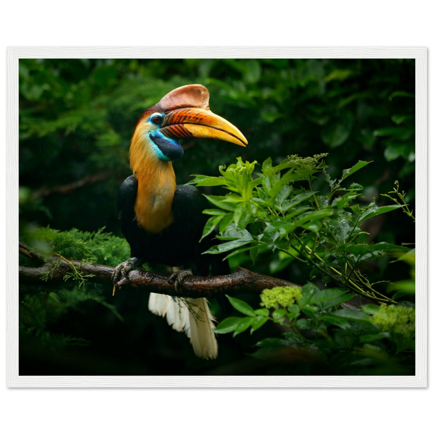 Knobbed Hornbill