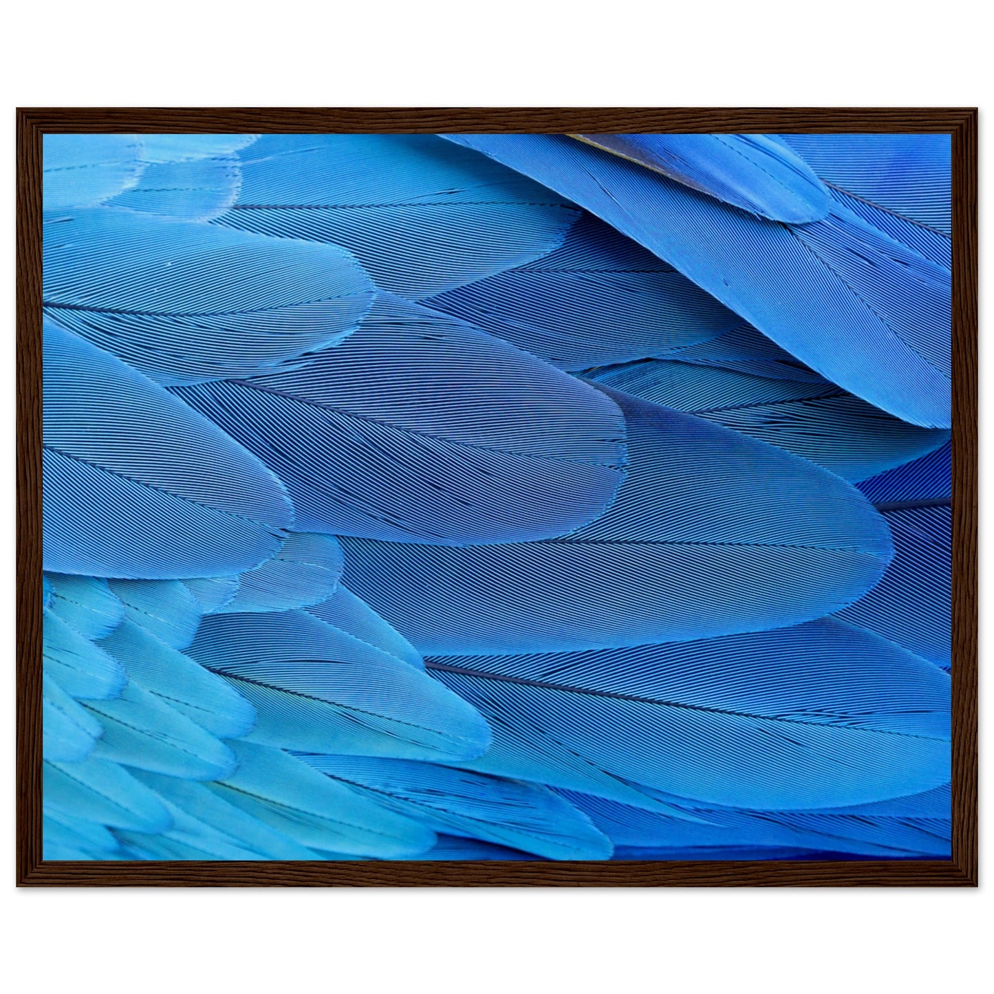 Blue Macaw Wing Feathers