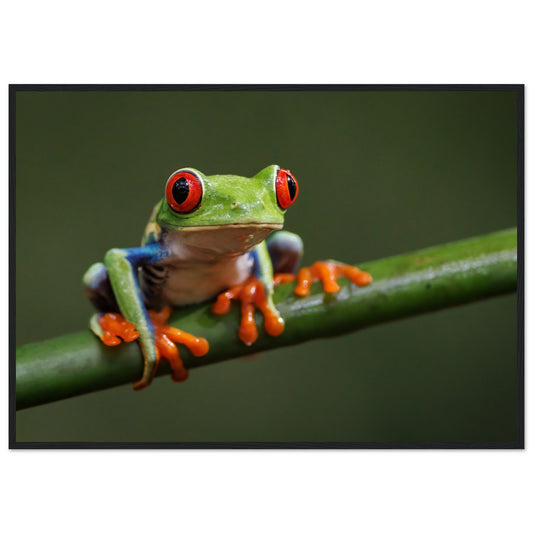 Red-eyed Tree Frog