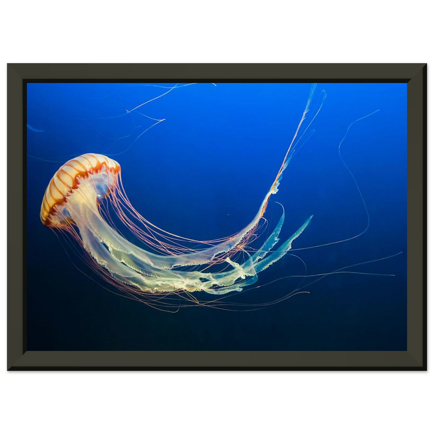 Japanese sea nettle