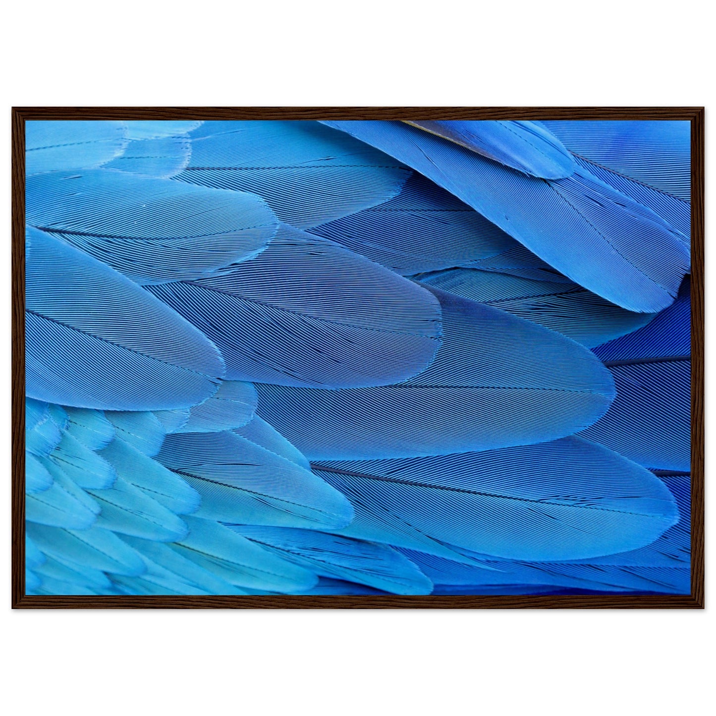 Blue Macaw Wing Feathers