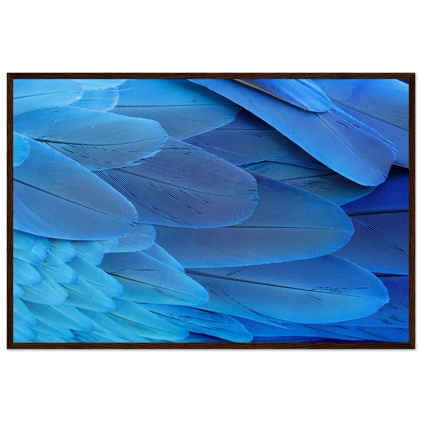 Blue Macaw Wing Feathers