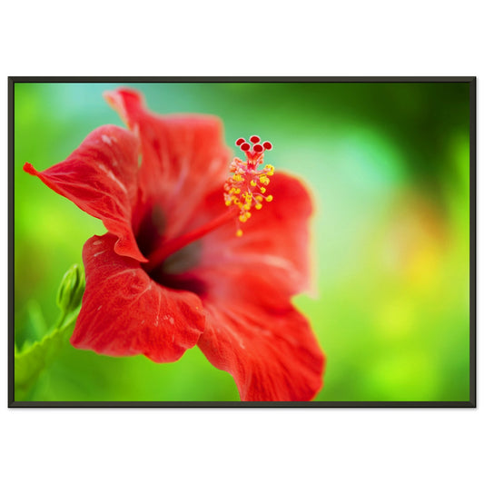 Red hibiscus