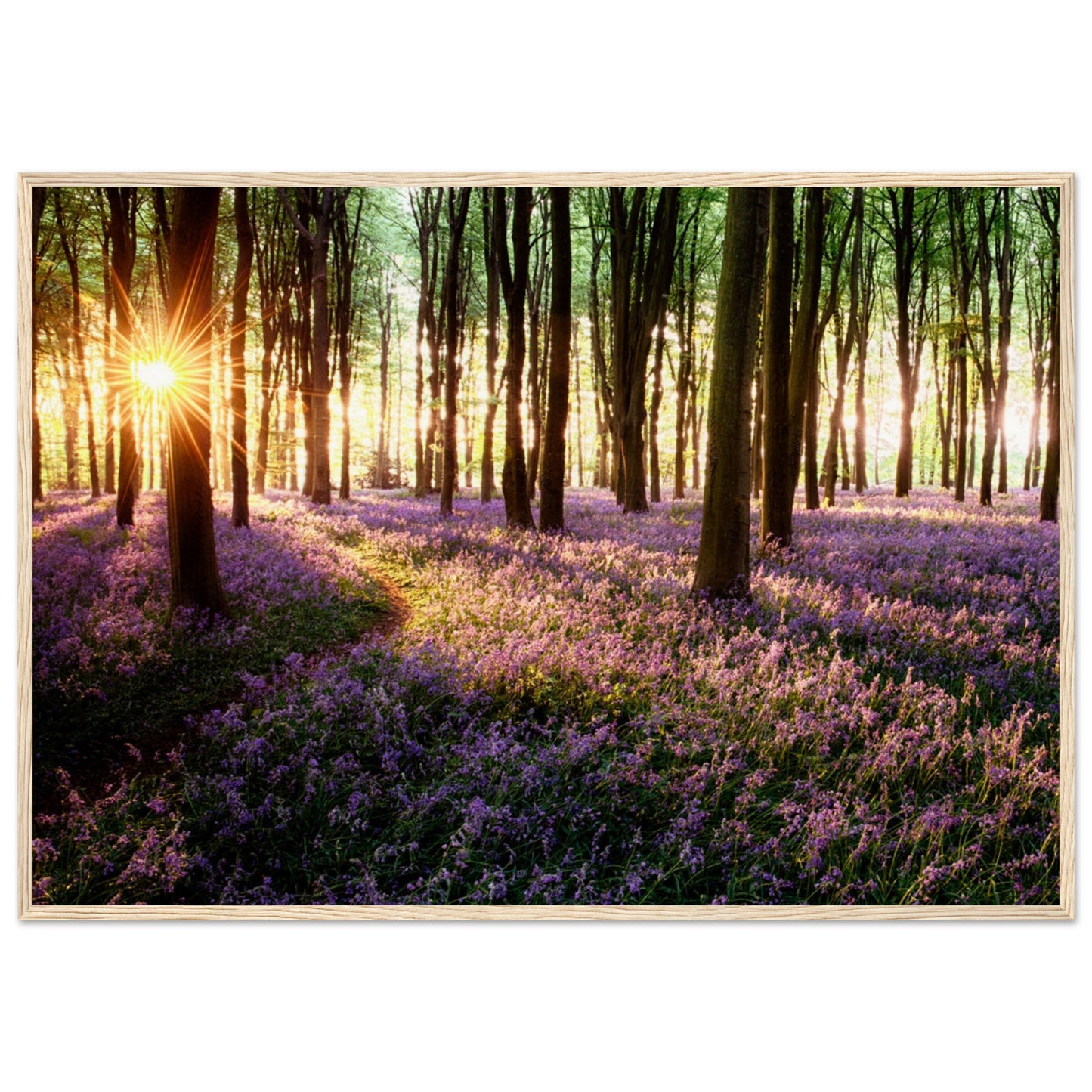 Bluebell Woods